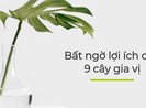 Bất ngờ lợi ích của 9 cây gia vị sau