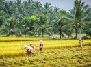 Xem Bến Tre trưng bày, giới thiệu sản vật tại Sài Gòn