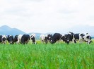 Vinamilk: Thương hiệu có giá trị cao nhất Việt Nam 2019
