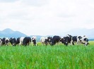 Vinamilk, doanh nghiệp niêm yết xuất sắc của VN và châu Á