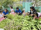 TP.HCM nhân rộng chương trình "Trường học xanh"