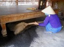 Tây Ninh: Hàng triệu con bọ đậu đen bay vào nhà dân
