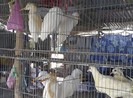 TT-Huế cấm cán bộ, công chức, viên chức ăn thịt chim trời
