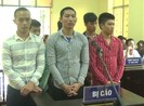 Trộm 7 con gà, 6 người lãnh án