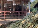 Voi có thể bị chết đói do du lịch giảm vì COVID-19
