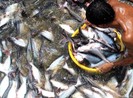 Ngành cá tra Việt Nam 2012: Thách thức lớn nhất vẫn là vốn nuôi
