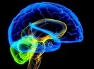 Kích thích vỏ não sẽ giúp tăng cường về trí nhớ