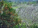 Bắc Hà mùa hoa mận khoe sắc