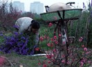 Sắc tím hoa xuân ngày áp Tết