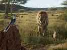 The Lion King sắp thực sự “sống” lại với phiên bản live-action
