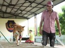 Chú chó Nhật Shiba đóng cậu Vàng trong Lão Hạc gây tranh cãi