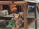 Phát hiện mua bán động vật hoang dã gọi ngay số điện thoại này