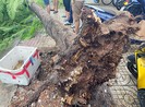 Cây phượng ở Tân Phú bật gốc, đổ ập xuống đường trong mưa