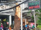Tân Bình: Cổ thụ gãy đổ có vết cắt ở ngang thân