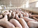Ông 'trùm' nuôi heo lời khủng, công ty bánh kẹo cũng hưởng lợi