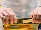 Vàng tăng giá sốc vì bị đầu cơ, có thể bất ngờ đảo chiều?