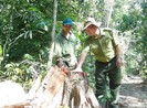 Mở cả cây số đường giữa rừng để đốn gỗ