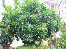 Những loại cây trồng trước nhà để 'hút tiền' về cho chủ nhân