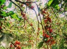 Đừng trồng những loại cây này trước cửa nhà