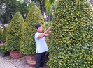 Mẹo chọn quất, mai, đào hợp phong thủy ngày tết