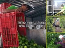 Bất ngờ với chia sẻ của tỷ phú trồng chanh đất Long An