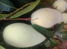 Bất ngờ với lợi ích của lá xoài