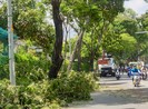 TP.HCM: Yêu cầu rà soát, đốn hạ cây xanh bị sâu bệnh