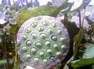 Lợi ích kinh ngạc của hạt sen
