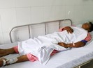 Thêm một người nhập viện do bị rắn hổ mang chúa cắn
