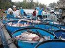 Thương lái Trung Quốc bất ngờ tới tận ao mua cá tra lượng lớn
