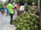 Bưởi, sầu riêng 'khóc' vì thương lái Trung Quốc hạn chế mua