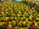 Sầu riêng Việt Nam 'bơi' sang Mỹ, giá 185.000 đồng/kg