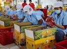 Chú ý khi bán trái cây sang Trung Quốc dịp tết