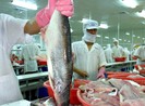 Cá tra Việt tìm đường vượt dịch COVID-19