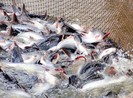 Mỹ, Trung Quốc bất ngờ tăng mua cá tra trở lại