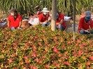 Thái Lan tăng mạnh nhập khẩu trái cây Việt Nam