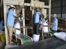 Trung Quốc, Indonesia tiếp tục tăng mua gạo Việt Nam