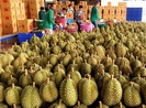 Sầu riêng xuất khẩu lao dốc, giảm gần 90%
