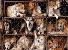 4 nhóm tình trạng sức khỏe không nên ăn thịt chó