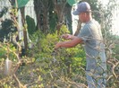 Kiếm tiền triệu nhờ lặt lá mai ngày cận tết