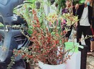 Hoa ngoại nhập lạ gây sốt chợ hoa tết