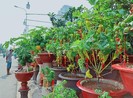 Độc đáo cây ăn trái vào chậu cảnh tết