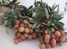 Những lưu ý quan trọng khi ăn quả vải
