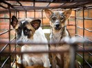 Kiến nghị chấm dứt hoạt động mua bán, giết mổ thịt chó mèo