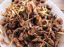 Dùng dế, ve sầu làm món ăn, dân nhậu cần lưu ý điều này