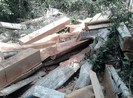 Bắt trạm trưởng bảo vệ rừng Đại Ninh vì bao che phá rừng