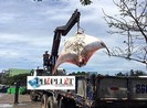 Ngư dân Bình Thuận bắt được cá đuối khủng nặng gần 800 kg