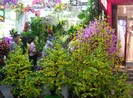 Sôi động thị trường hoa giả những ngày cuối năm