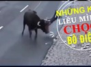 Lễ hội kỳ quặc chọc cho bò điên húc