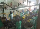 Chủ nhà máy rác Cà Mau đòi đóng cửa vì bị nợ hơn 33 tỉ đồng